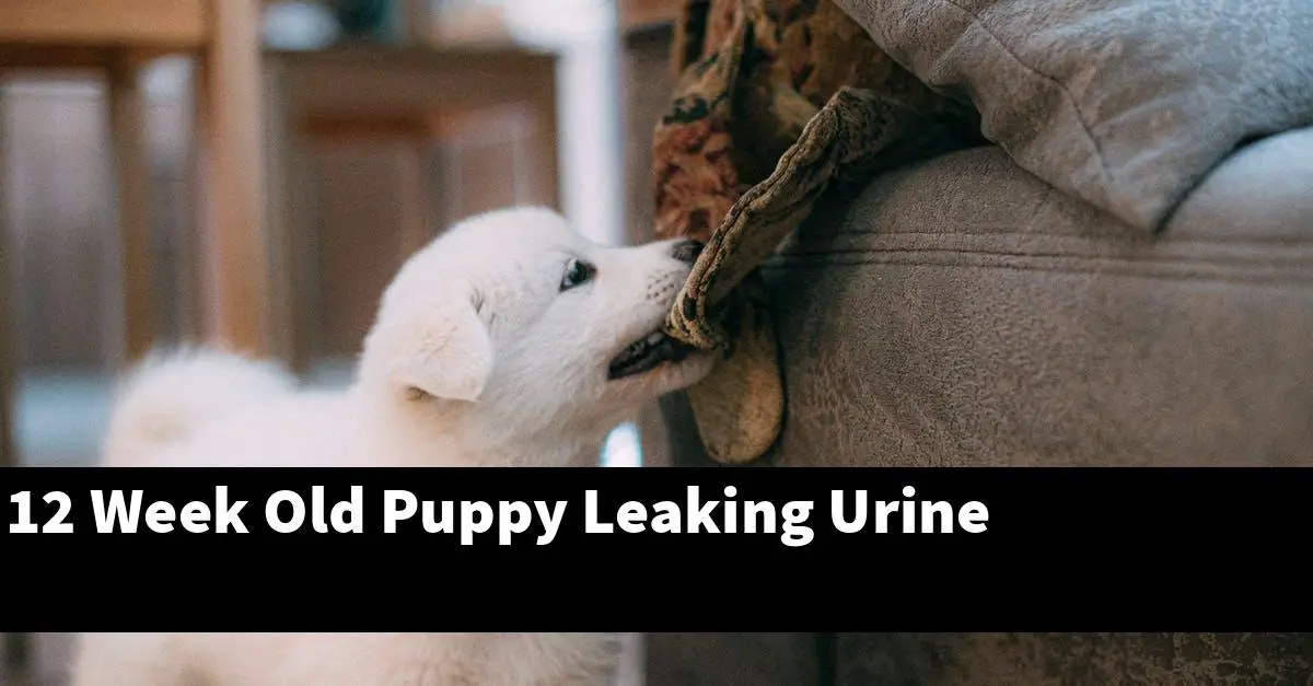 12 Week Old Puppy Leaking Urine
