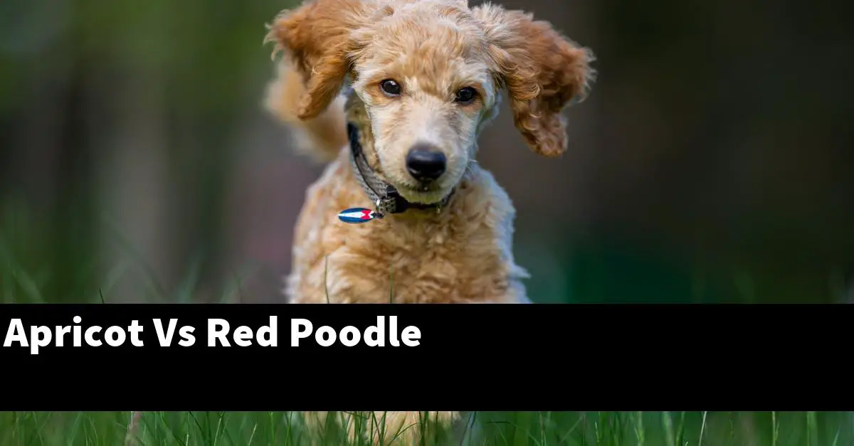 Apricot Vs Red Poodle