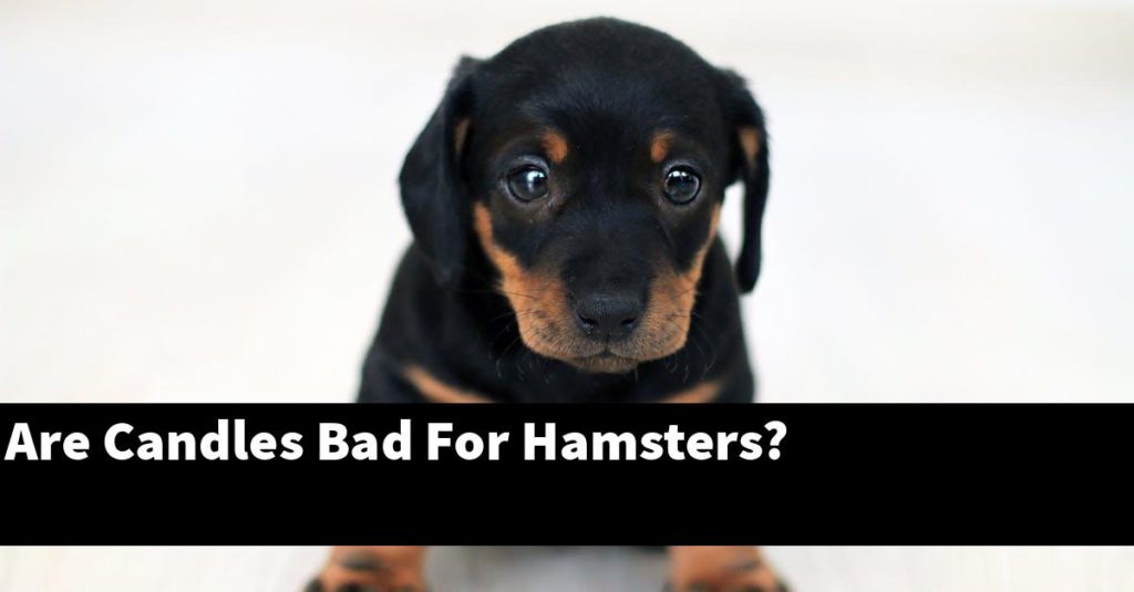 Are Candles Bad For Hamsters? PupTopics