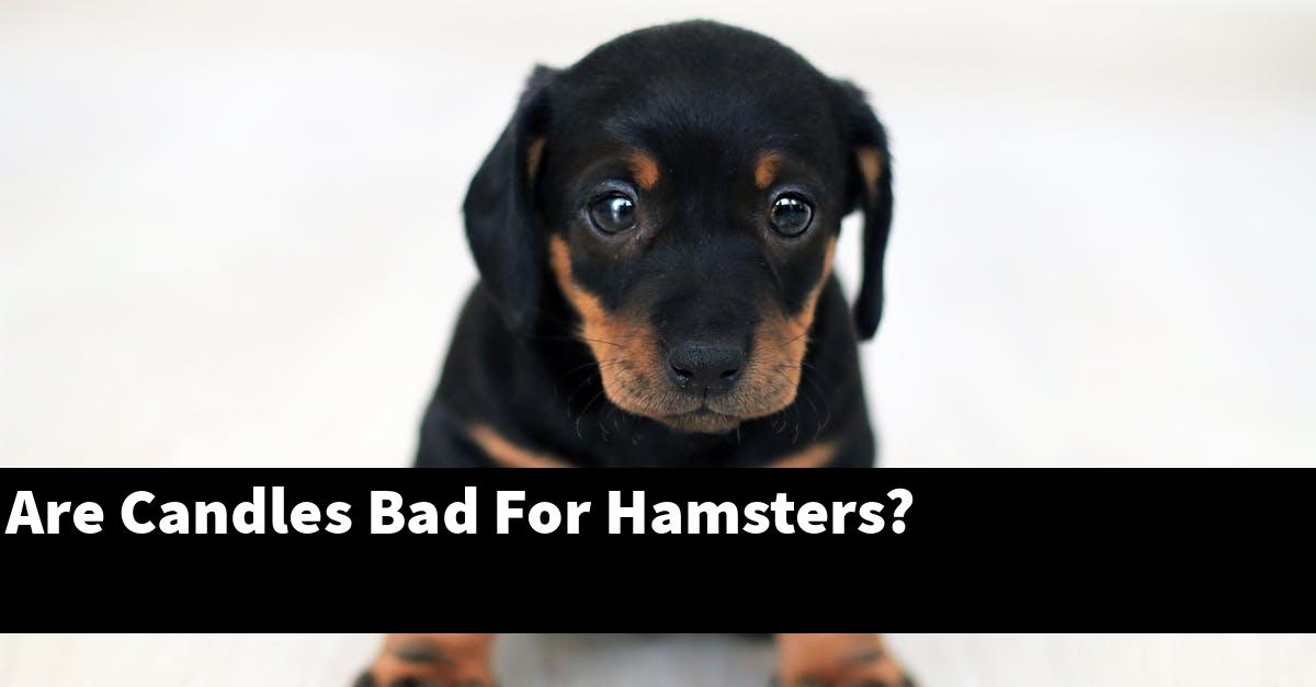 Are Candles Bad For Hamsters?