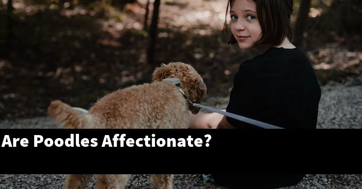 Are Poodles Affectionate?