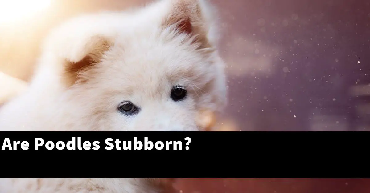 Are Poodles Stubborn?