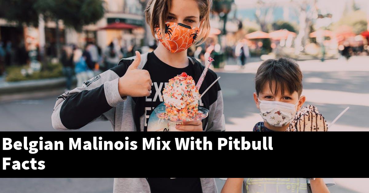 Belgian Malinois Mix With Pitbull Facts
