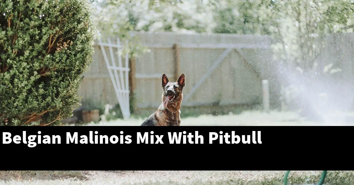 Belgian Malinois Mix With Pitbull