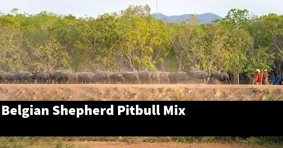 Belgian Shepherd Pitbull Mix