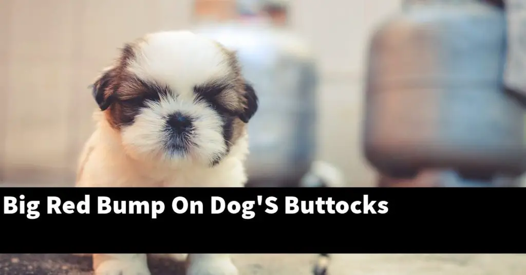 big-red-bump-on-dog-s-buttocks-puptopics