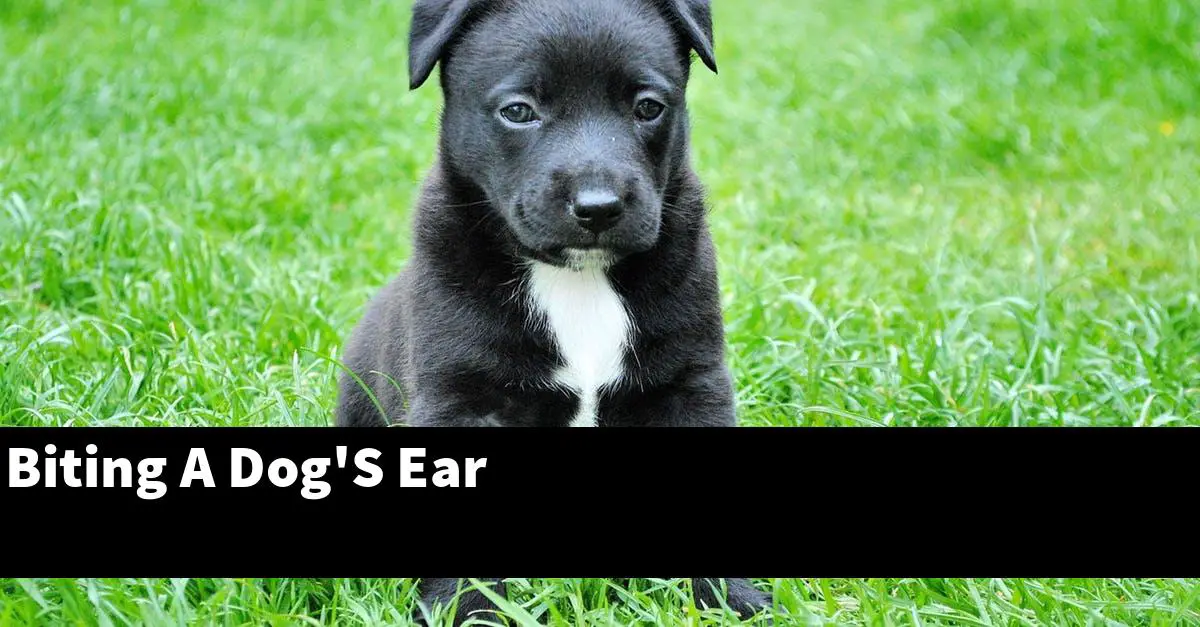 Biting A Dog'S Ear