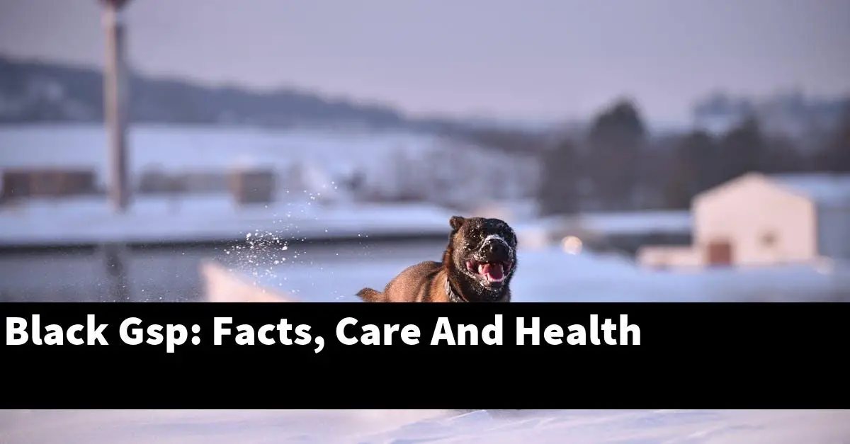 Black Gsp: Facts, Care And Health
