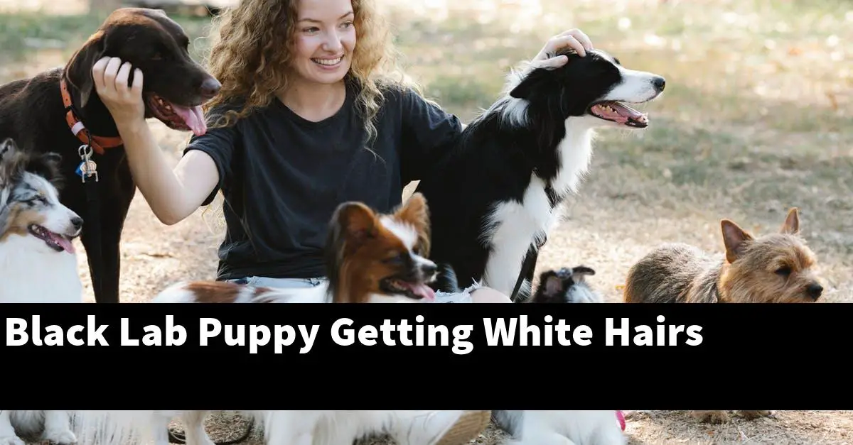 Black Lab Puppy Getting White Hairs