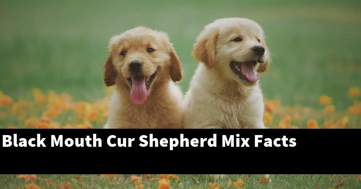 Black Mouth Cur Shepherd Mix Facts