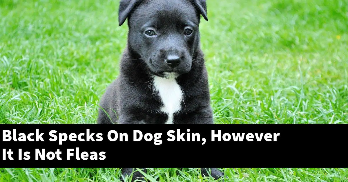 Black Specks On Dog Skin, However It Is Not Fleas
