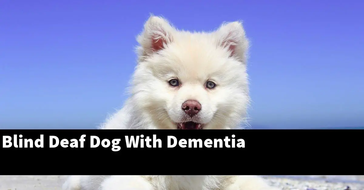 Blind Deaf Dog With Dementia
