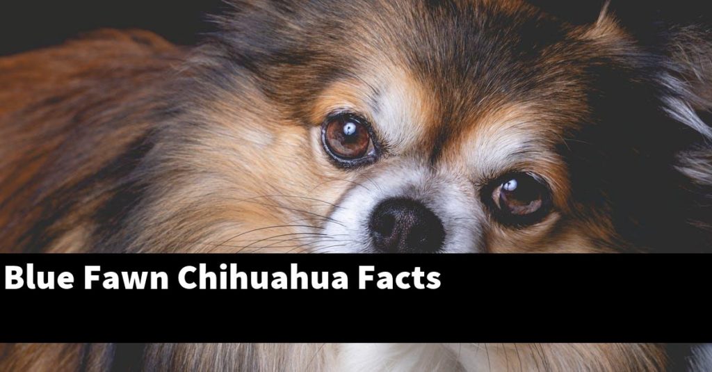 Blue Fawn Chihuahua Long Hair: 10 Things You Need to Know - wide 3