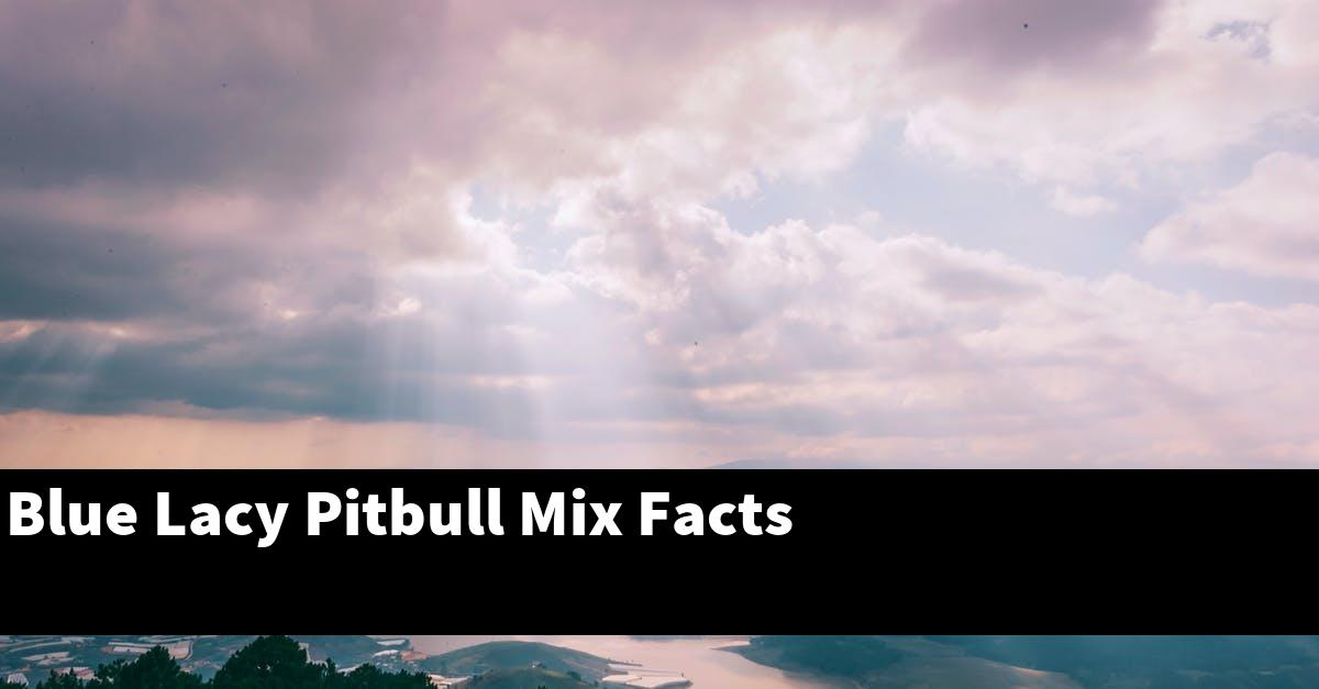 Blue Lacy Pitbull Mix Facts