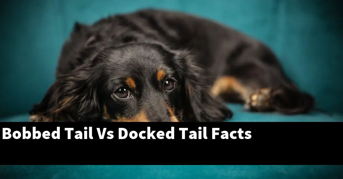 Bobbed Tail Vs Docked Tail Facts