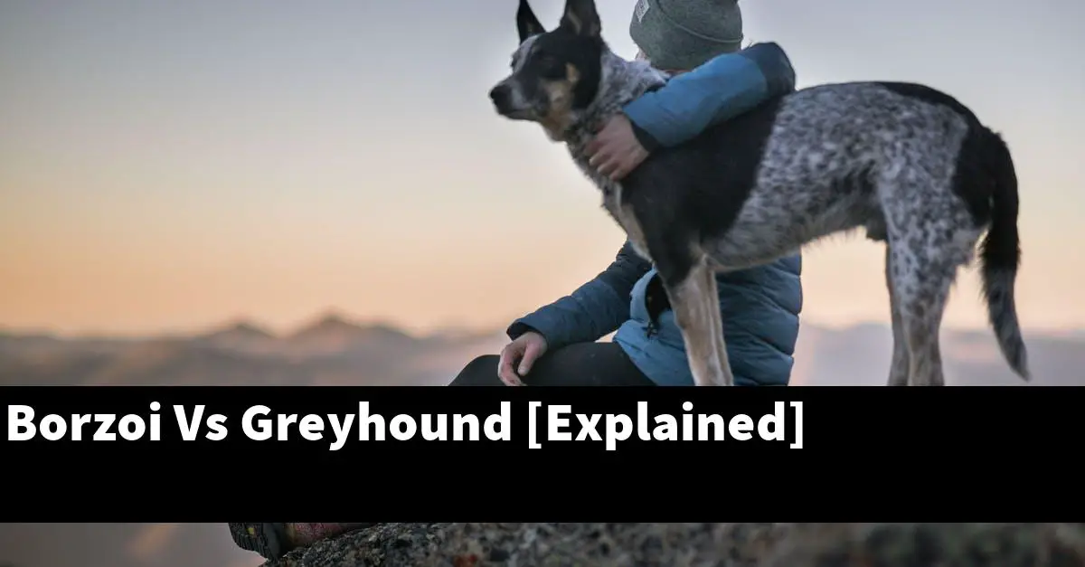 Borzoi Vs Greyhound [Explained]