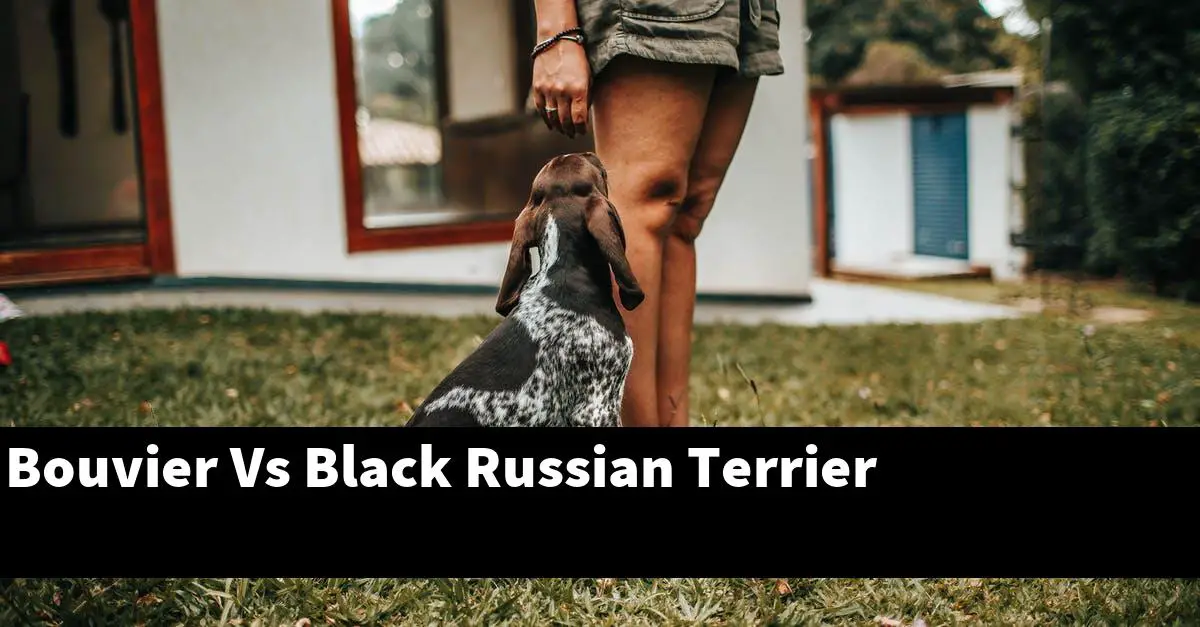Bouvier Vs Black Russian Terrier