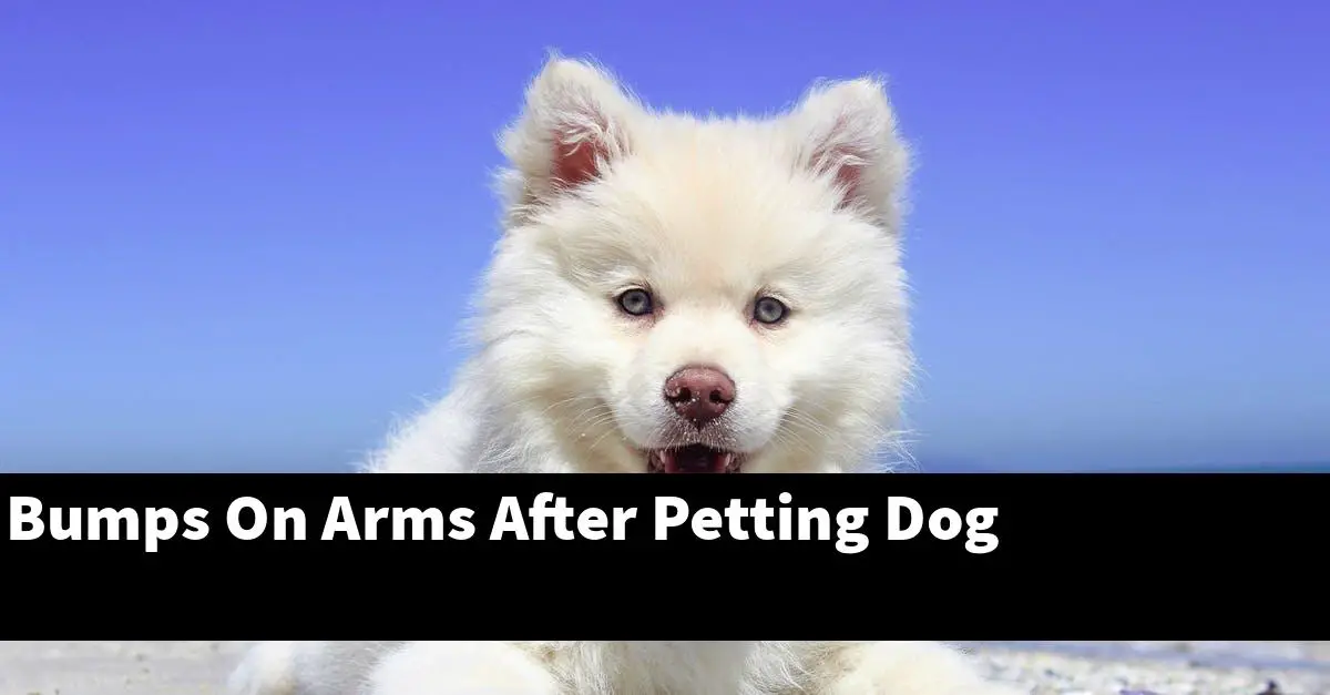 Bumps On Arms After Petting Dog