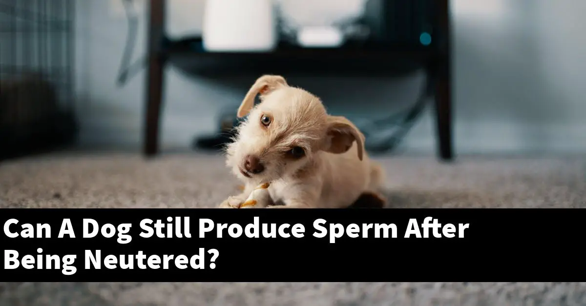 Can A Dog Still Produce Sperm After Being Neutered?