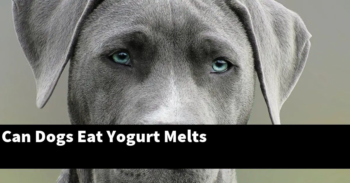 Can Dogs Eat Yogurt Melts