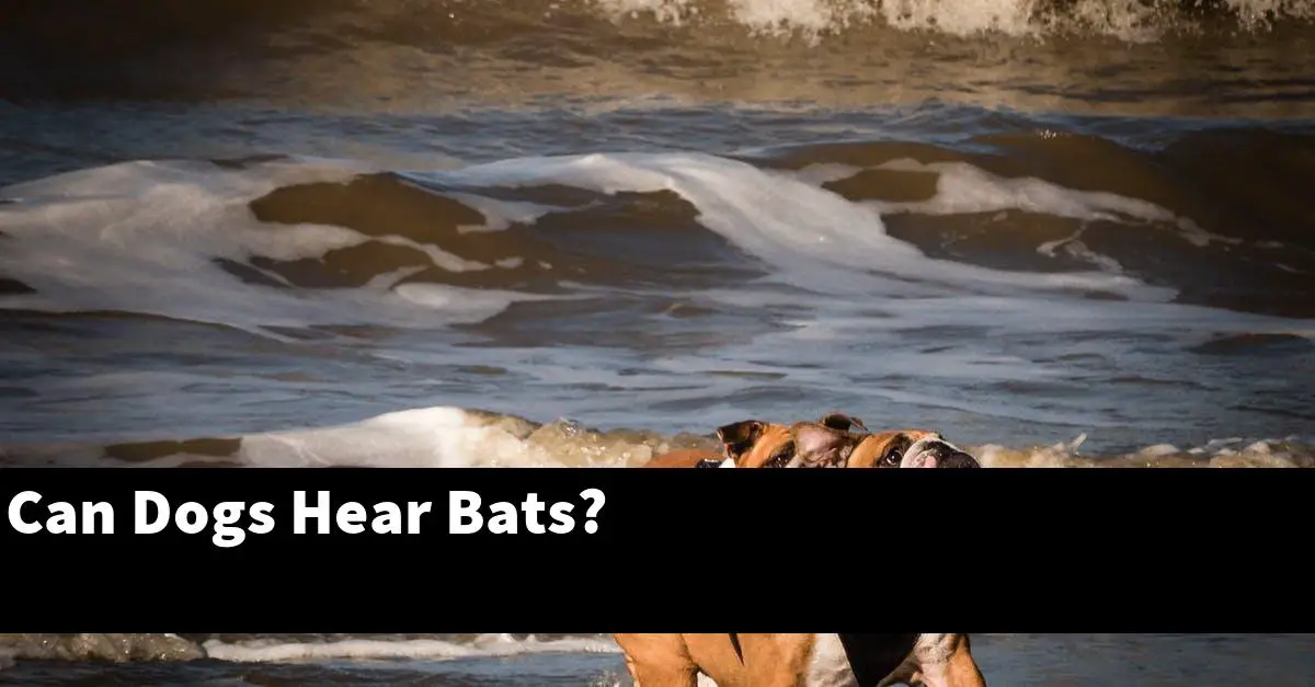Can Dogs Hear Bats?