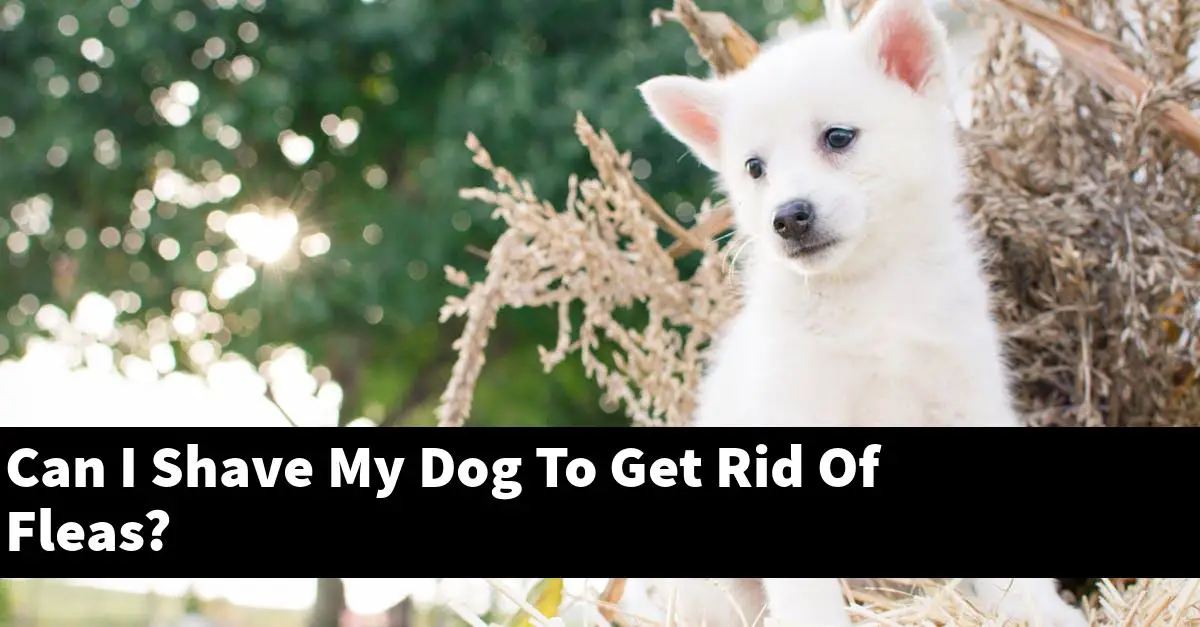 Can I Shave My Dog To Get Rid Of Fleas?