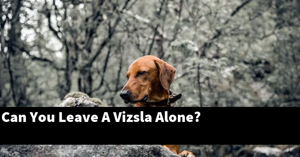 Can You Leave A Vizsla Alone?