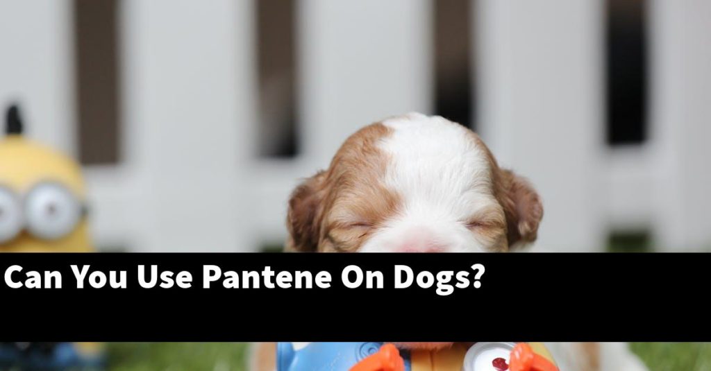 Can You Use Pantene On Dogs? - PupTopics