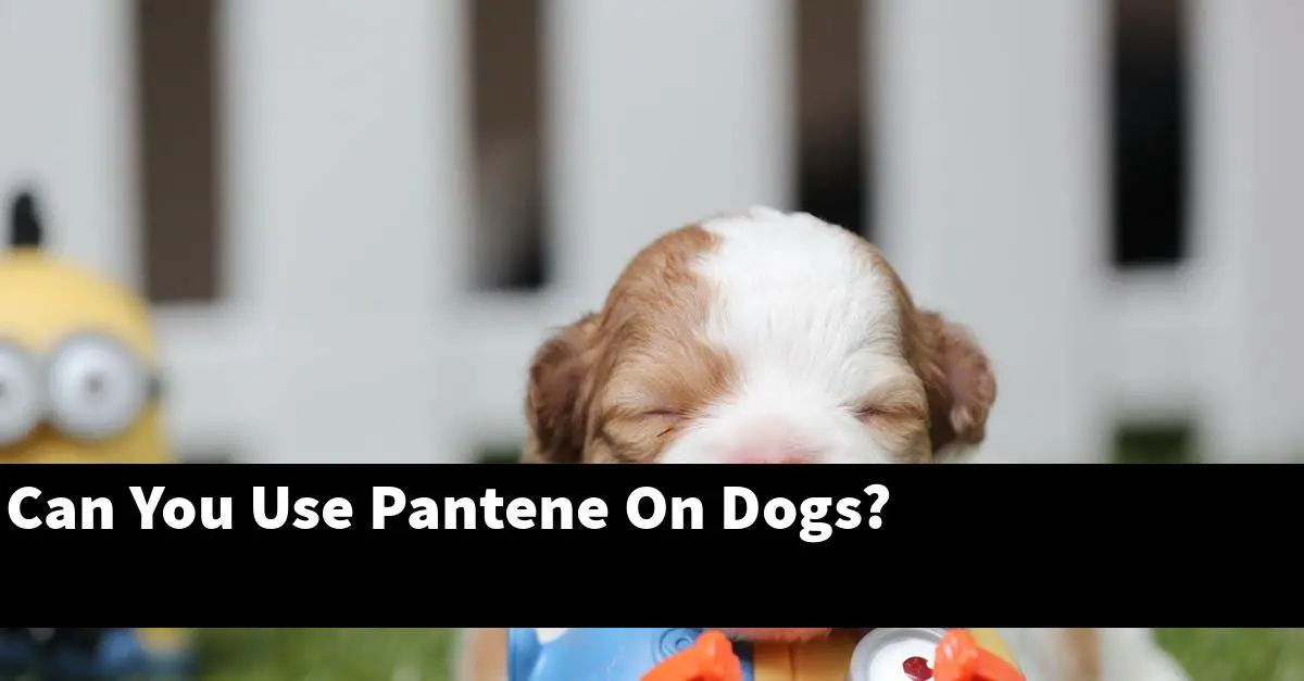 Can You Use Pantene On Dogs?