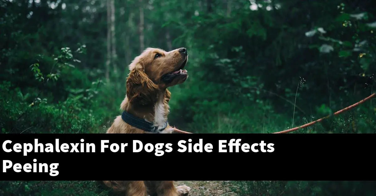 Cephalexin For Dogs Side Effects Peeing