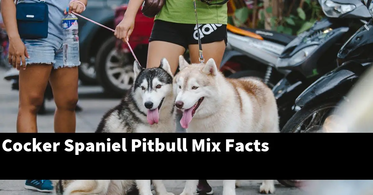 Cocker Spaniel Pitbull Mix Facts