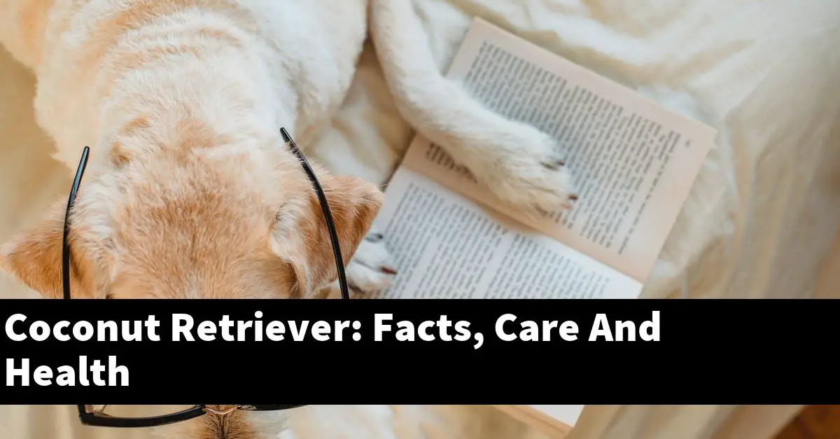 Coconut Retriever: Facts, Care And Health