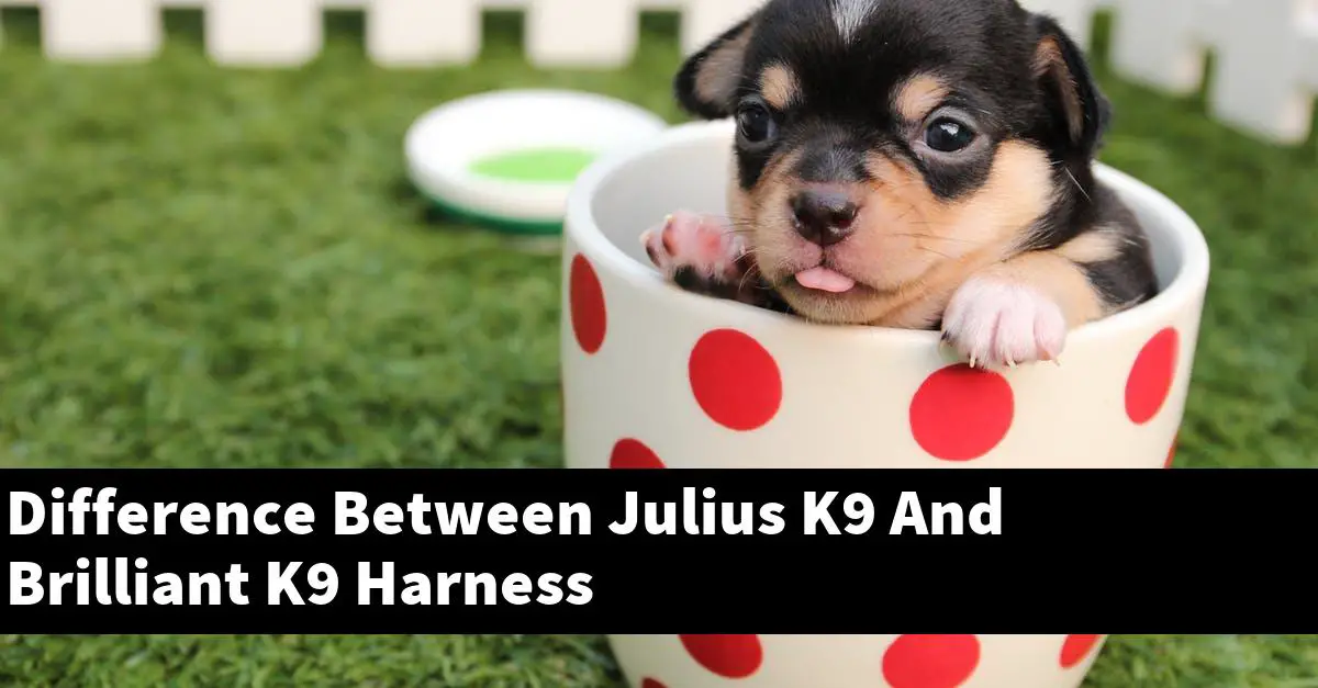 Difference Between Julius K9 And Brilliant K9 Harness