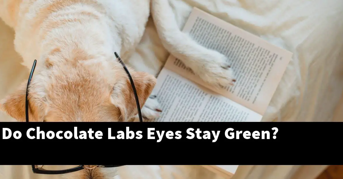 Do Chocolate Labs Eyes Stay Green?