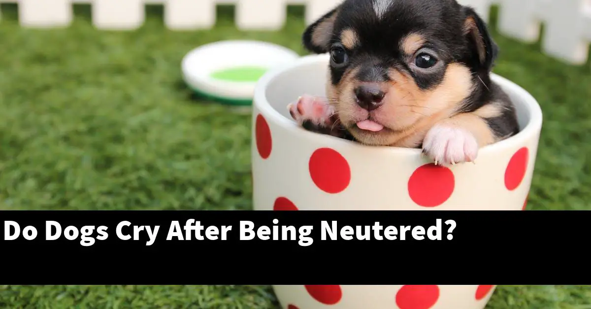 Do Dogs Cry After Being Neutered?