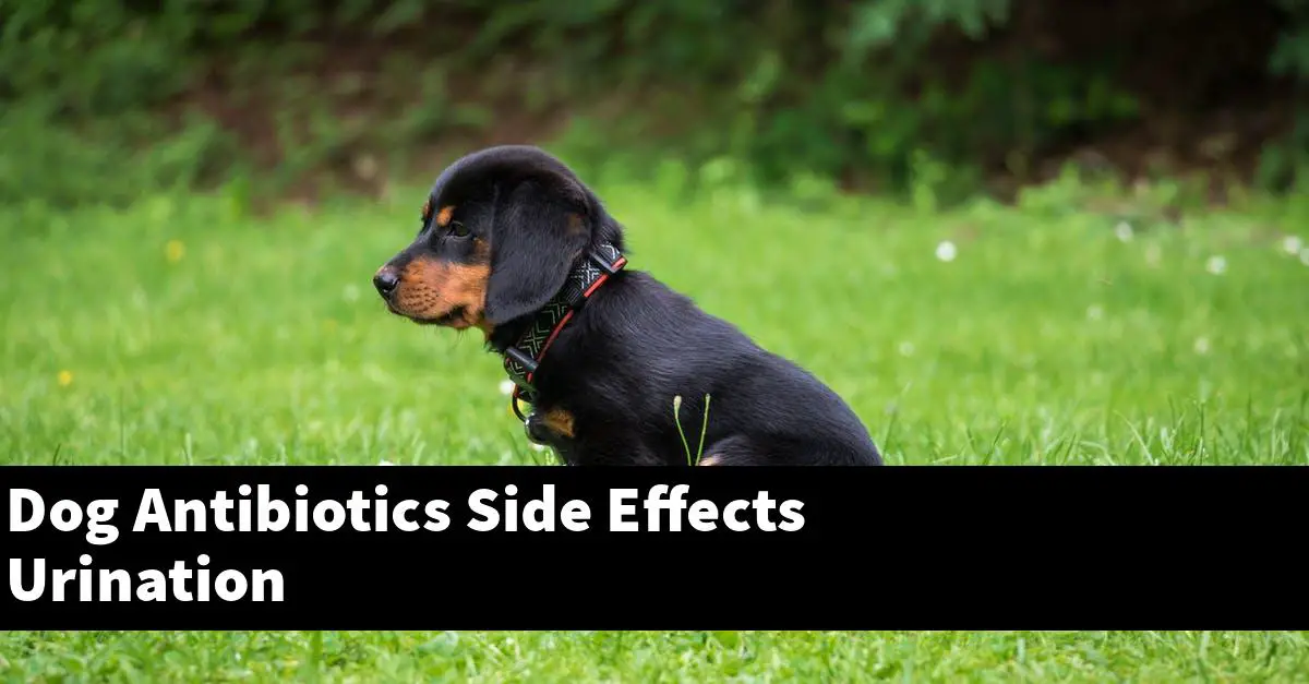 Dog Antibiotics Side Effects Urination