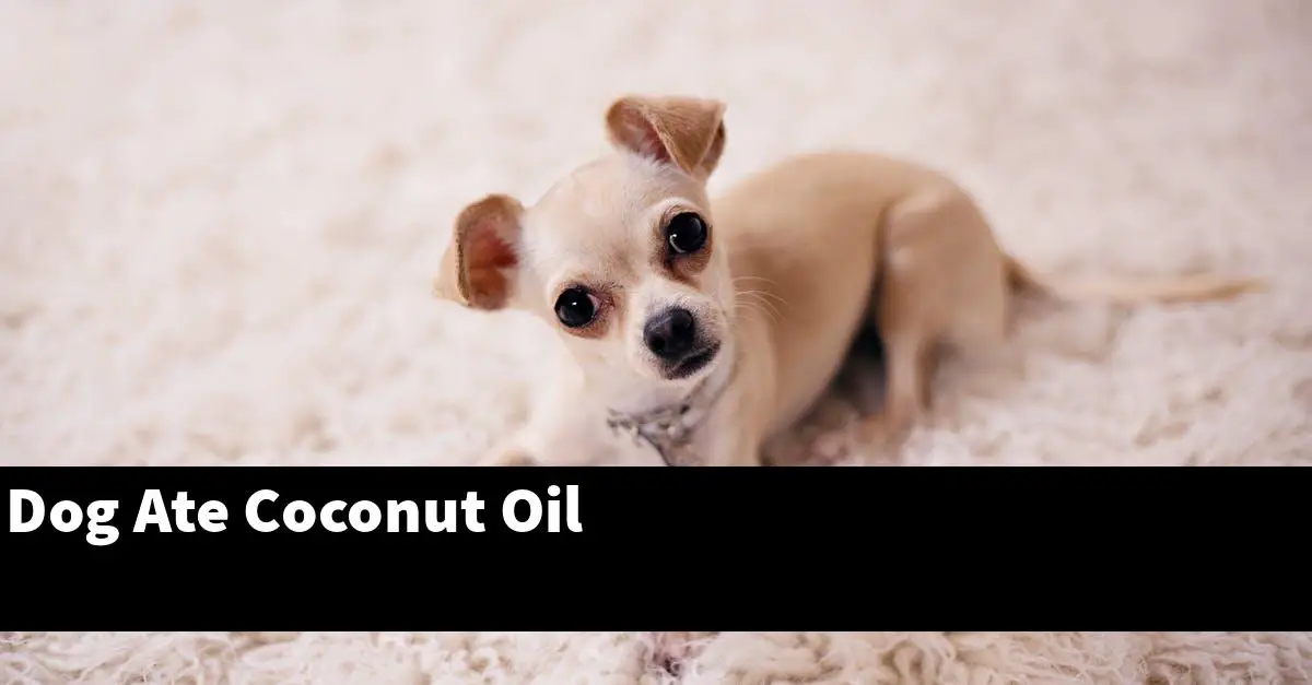 Dog Ate Coconut Oil