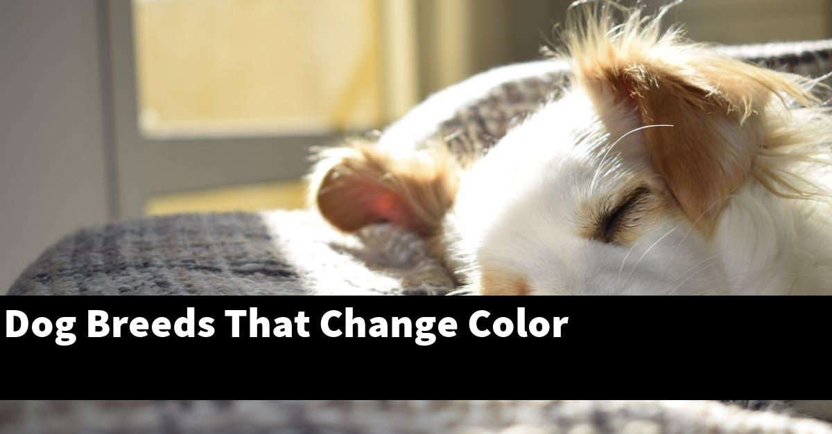 Dog Breeds That Change Color