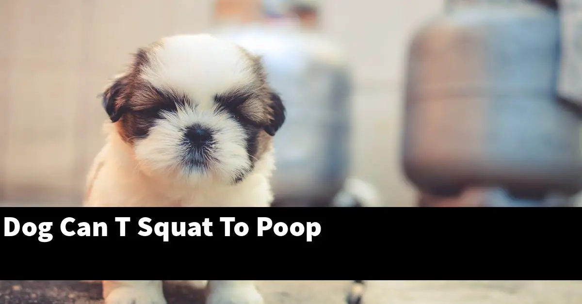 Dog Can T Squat To Poop