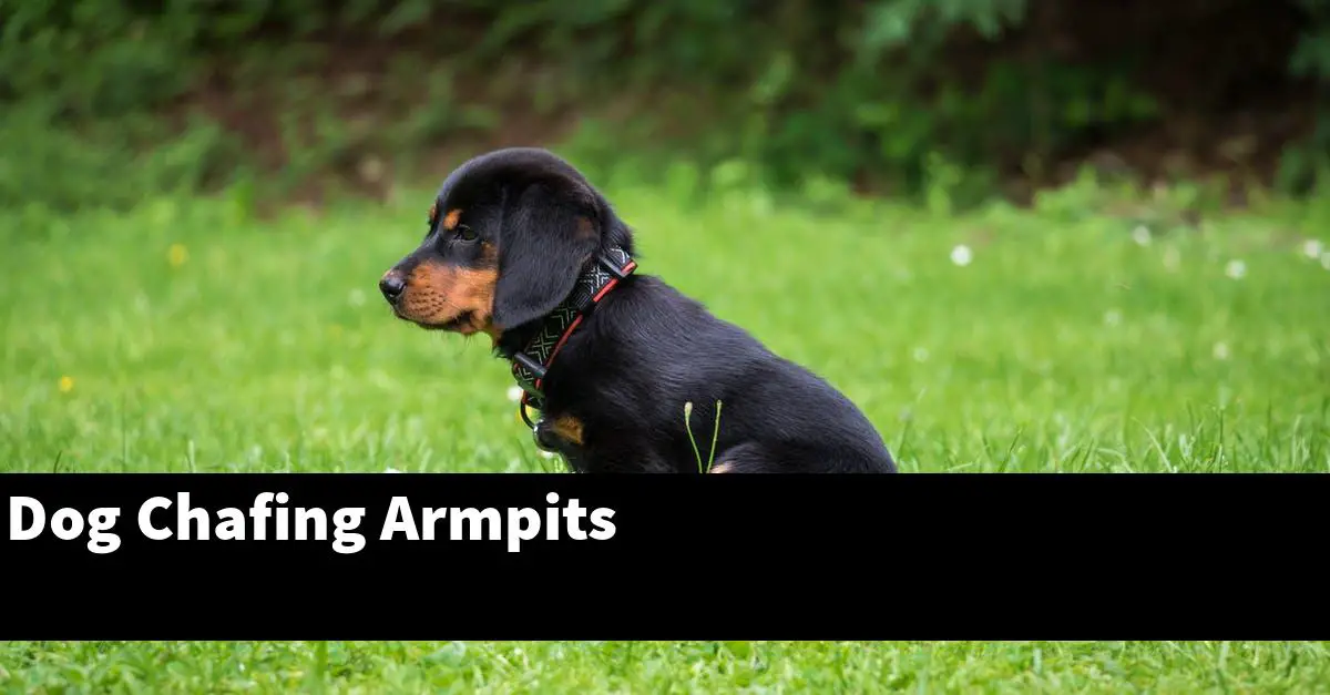 Dog Chafing Armpits
