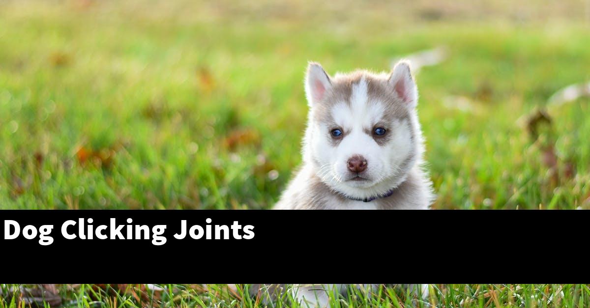 Dog Clicking Joints