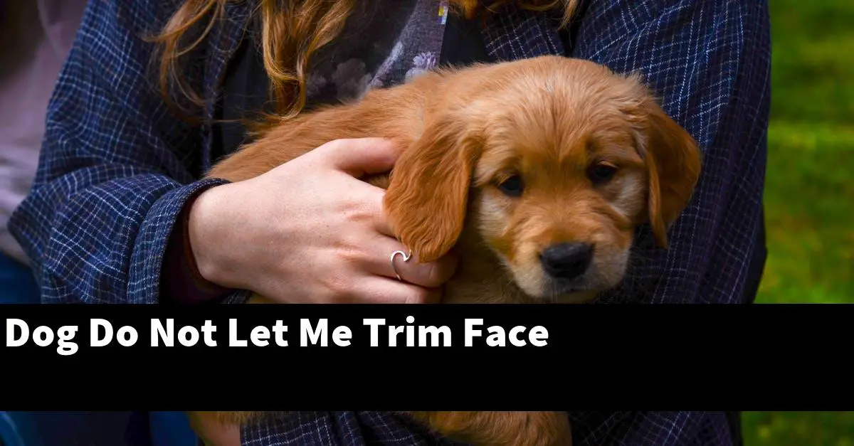 Dog Do Not Let Me Trim Face