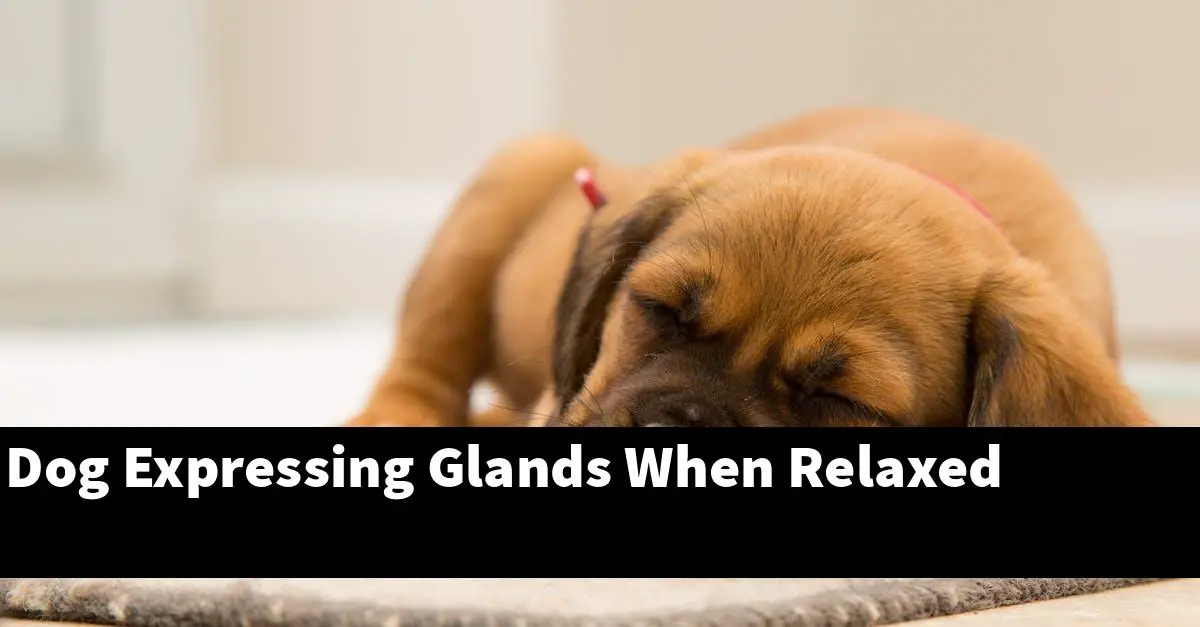 Dog Expressing Glands When Relaxed