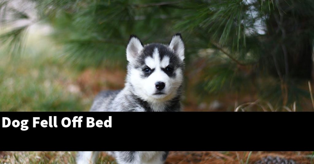 Dog Fell Off Bed - PupTopics