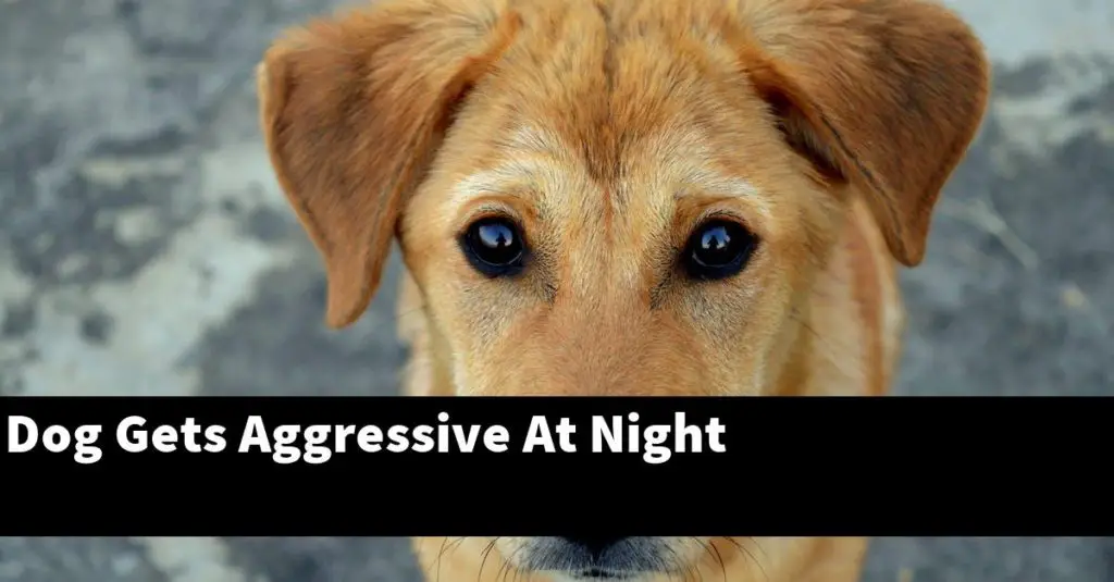Dog Gets Aggressive At Night [Explained] - PupTopics