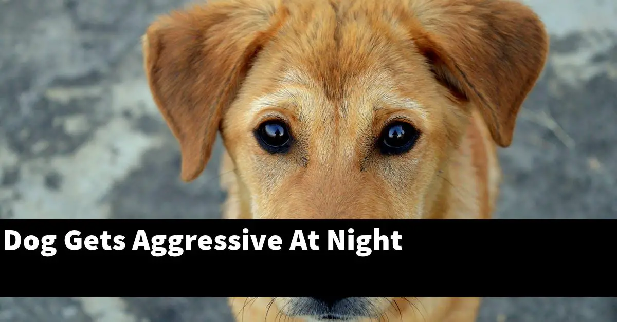 Dog Gets Aggressive At Night