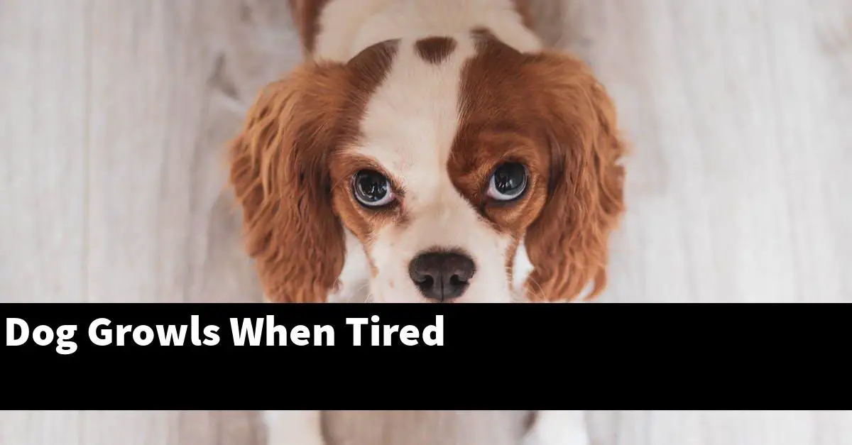 Dog Growls When Tired