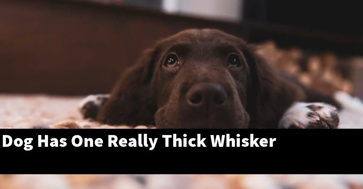 Dog Has One Really Thick Whisker