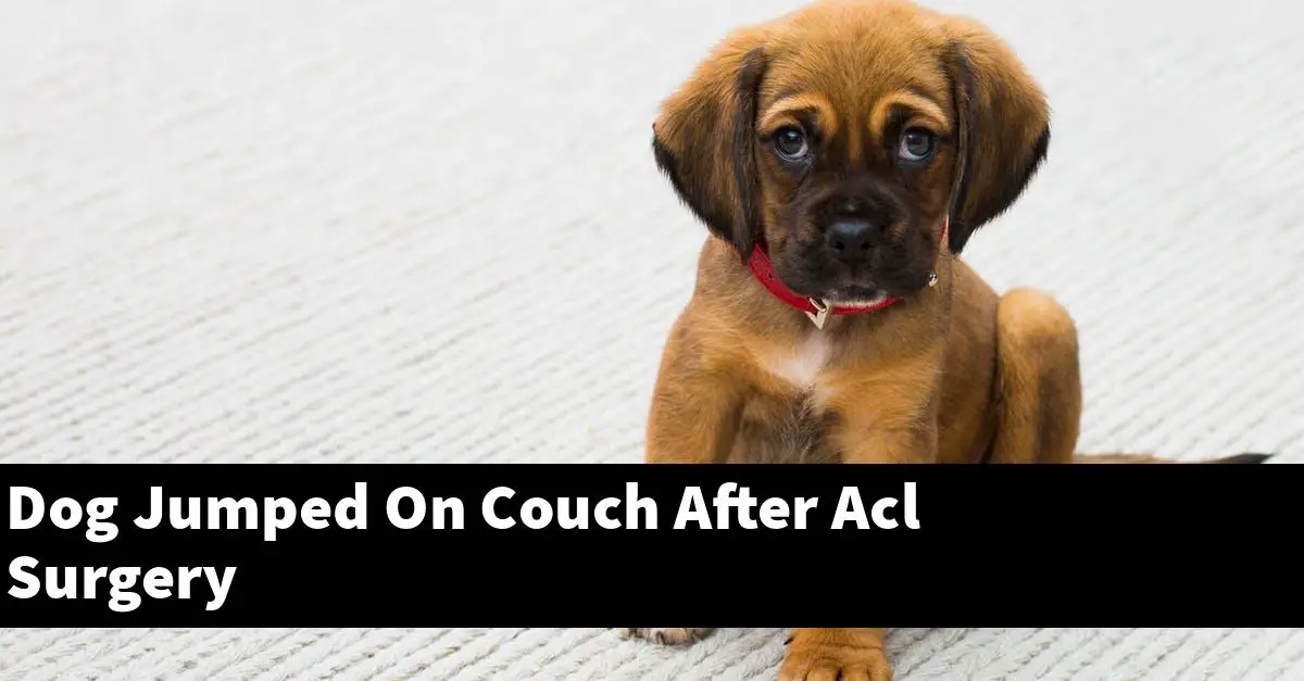 Dog Jumped On Couch After Acl Surgery