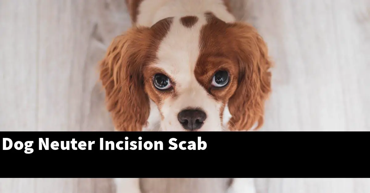 Dog Neuter Incision Scab